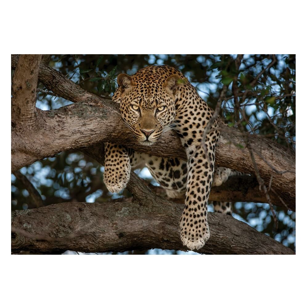 Keskin Color 68x96cm Leopar 2000 Parça Puzzle