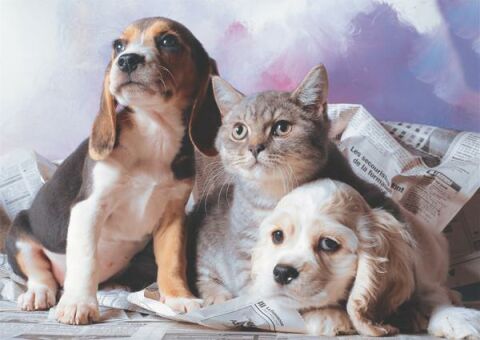 Keskin Color Kedi Köpek Kardeşliği 48x68cm 1000 Parça Puzzle